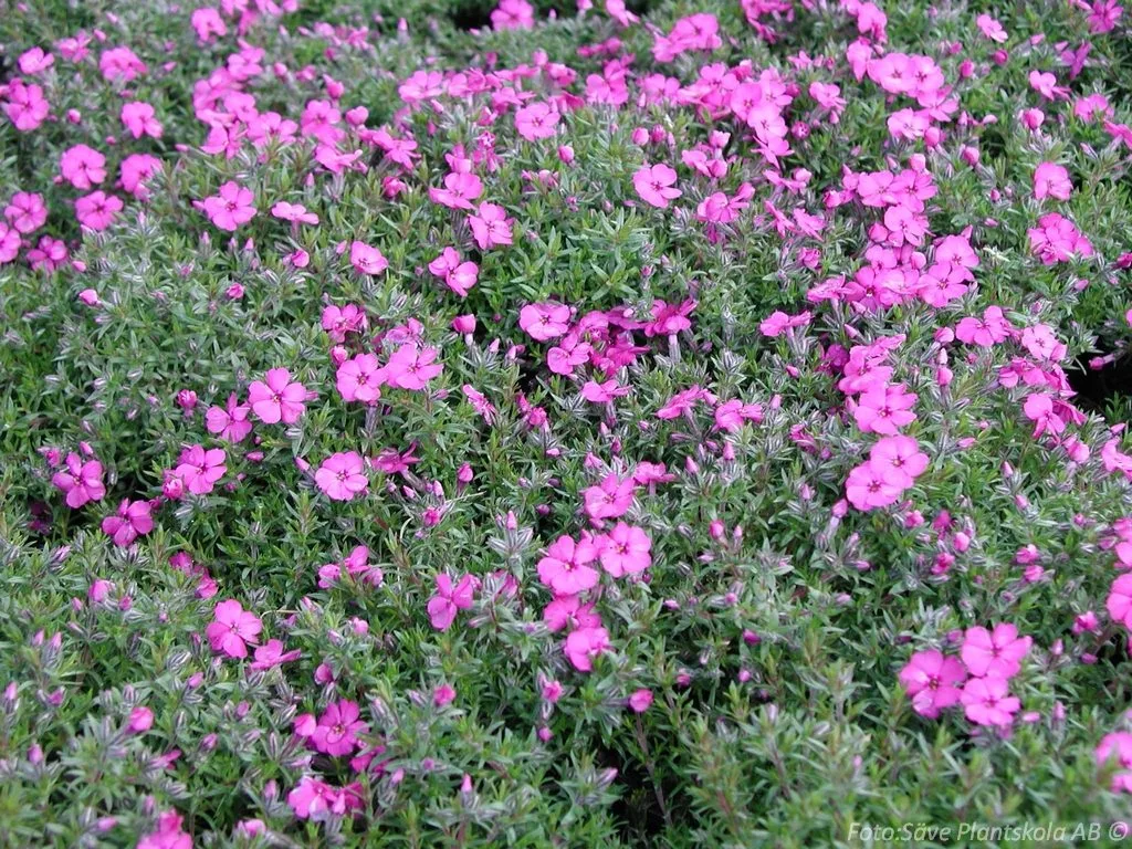 Phlox douglasii 'Red Admiral'