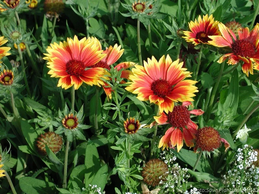 Gaillardia grandiflora 'Kobold'