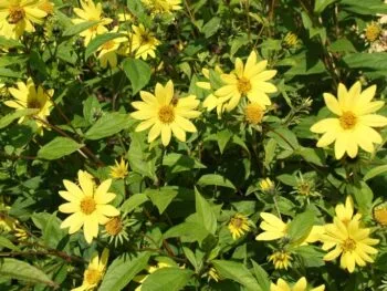 Helianthus 'Lemon Queen'