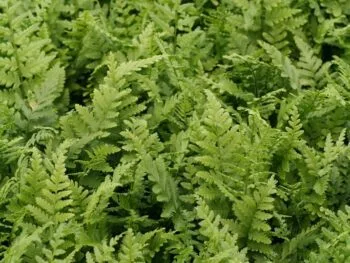 Dryopteris filix-mas