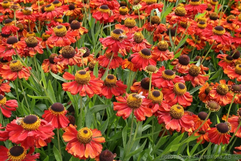 Helenium autumnale 'Helena Red Shades'