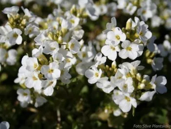 Arabis caucasica 'Snow Cap'