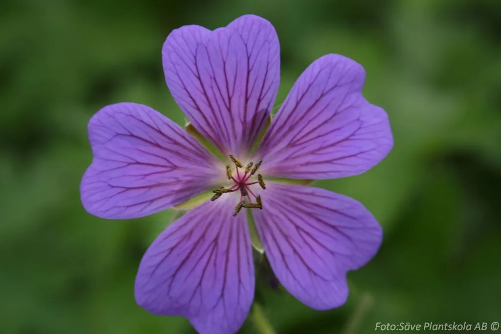 Geranium renardii 'Philippe Vapelle' - Image 2