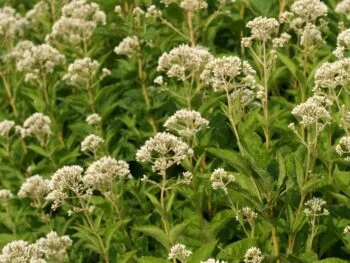 Eupatorium maculatum 'Snow Ball'