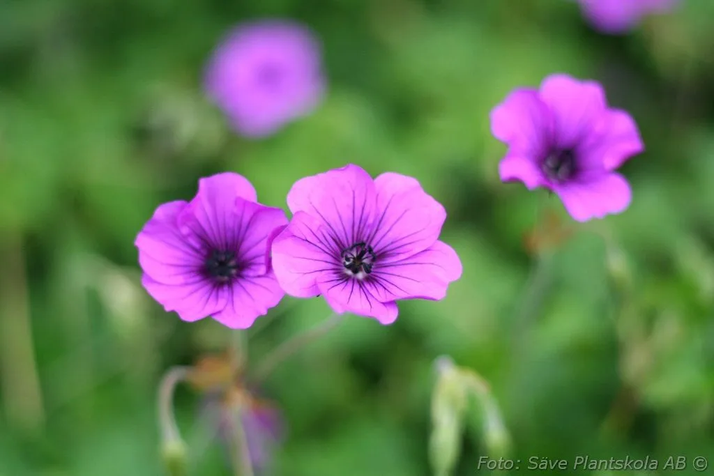 Geranium 'Hexham Velvet'