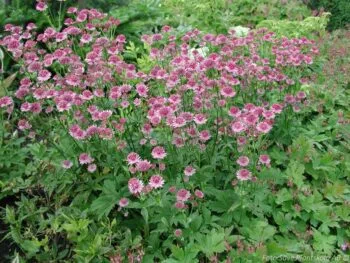 Astrantia major 'Roma'