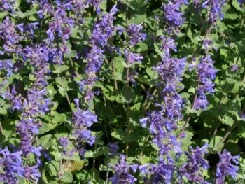 Nepeta racemosa 'Superba'