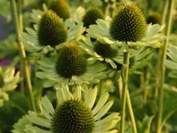 Echinacea purpurea 'Green Jewel'