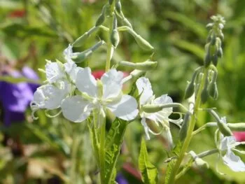 Epilobium angustifolium 'Album'