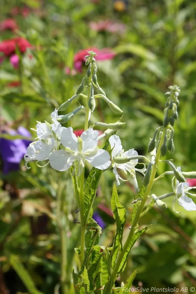 Epilobium angustifolium 'Album'