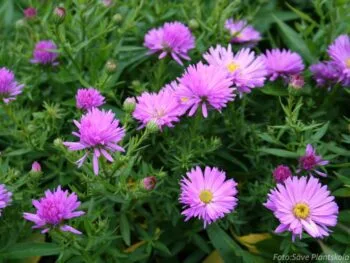 Aster novi-belgii 'Rosa Perle'