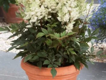 Astilbe 'Younique White'