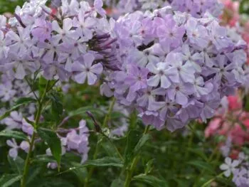 Phlox paniculata 'Alma Jansson'