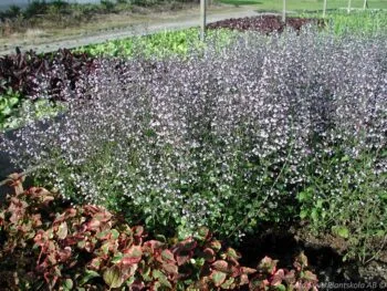 Calamintha nepeta