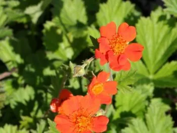 Geum coccineum 'Borisii'
