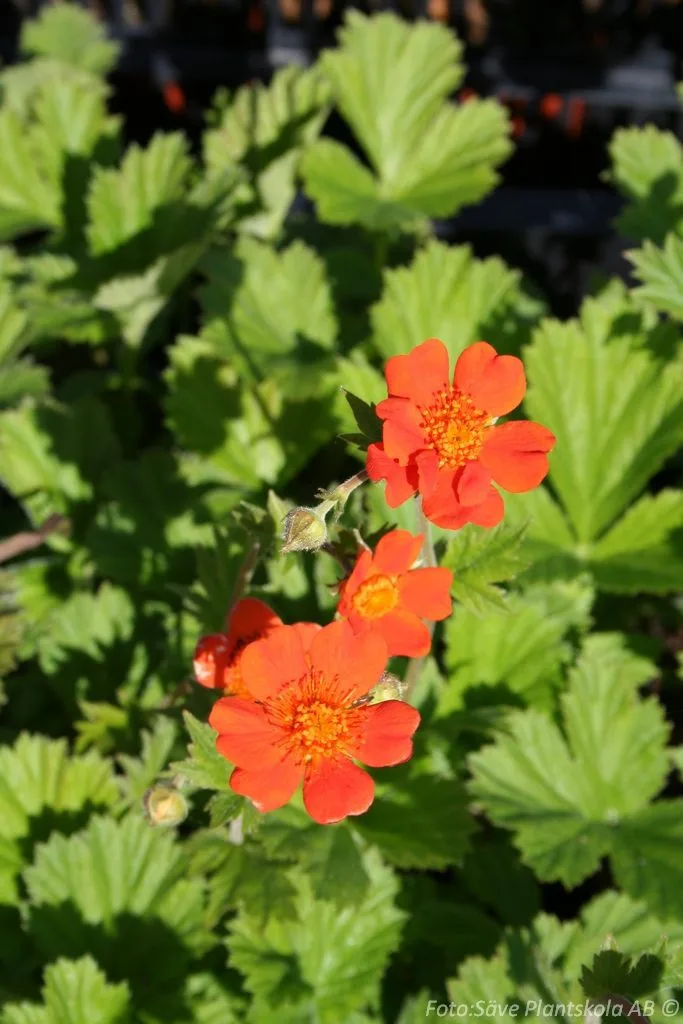 Geum coccineum 'Borisii'