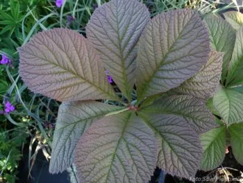 Rodgersia pinnata
