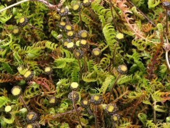 Leptinella squalida