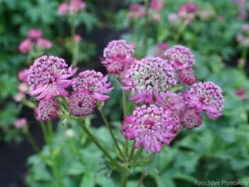 Astrantia major 'Star of Beauty'