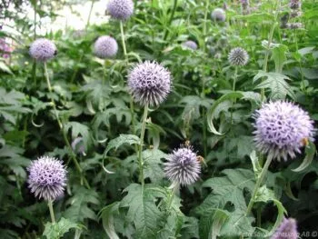 Echinops bannaticus 'Taplow Blue '