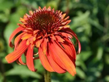 Echinacea purpurea 'Eccentric'