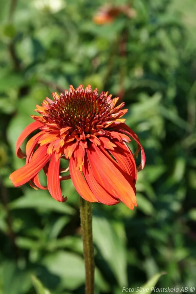 Echinacea purpurea 'Eccentric'