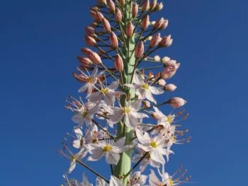 Eremurus robustus