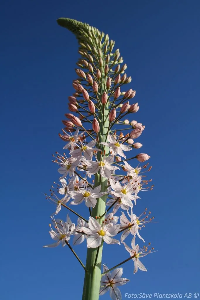 Eremurus robustus