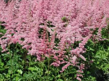 Astilbe arendsii 'Cattleya'