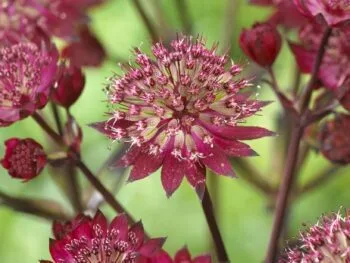Astrantia major 'Star of Love'