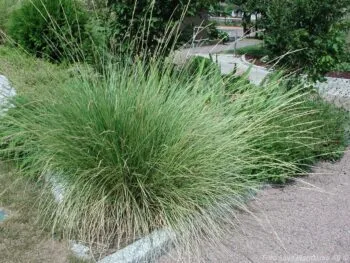 Festuca mairei