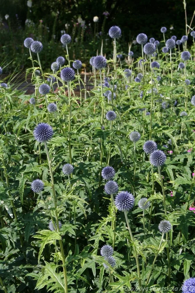Echinops bannaticus 'Taplow Blue ' - Image 2