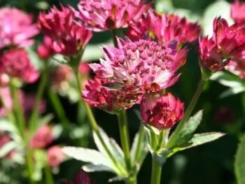 Astrantia major 'Venice'