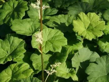 Astilboides tabularis
