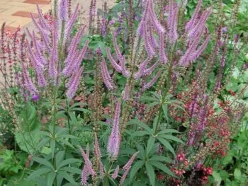 Veronicastrum virginicum 'Lavendeturm'