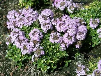 Thymus serpyllum 'Rasta'