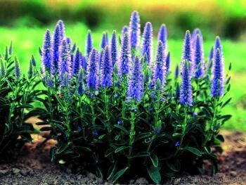 Veronica spicata 'Nana Blauteppich'