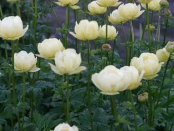 Trollius 'Alabaster'
