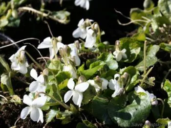 Viola odorata 'Alba'