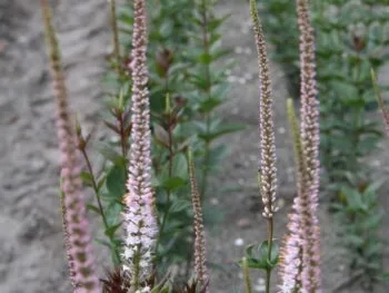 Veronicastrum virginicum 'Erica'