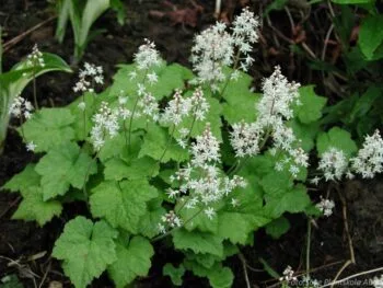 Tiarella cordifolia