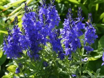 Veronica austriaca ssp. teucrium 'Knallblau'