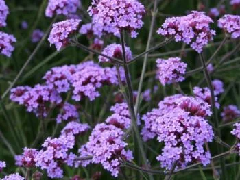 Verbena bonariensis 'Lollipop'