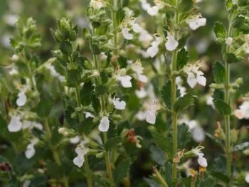 Teucrium lucidrys 'Album'