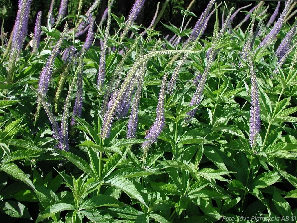 Veronicastrum virginicum 'Apollo'
