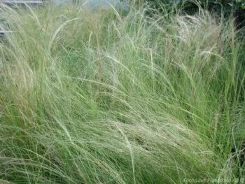 Stipa capillata