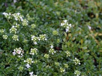 Thymus serpyllum 'Albus'