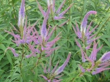 Veronicastrum virginicum 'Fascination'