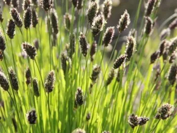 Sesleria heufleriana