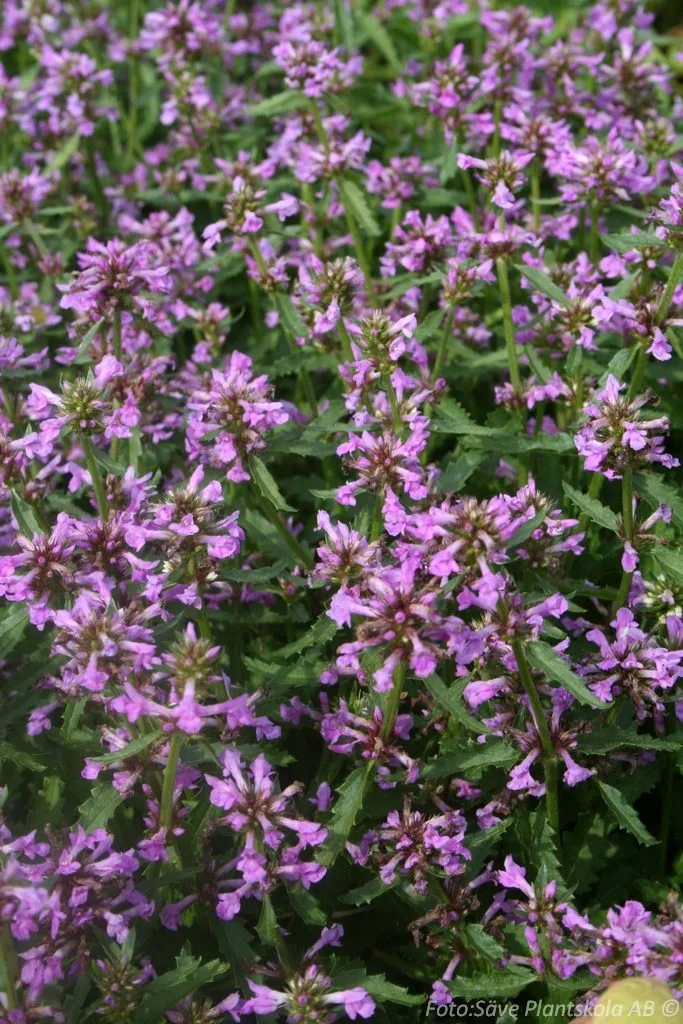Stachys monieri 'Hummelo'